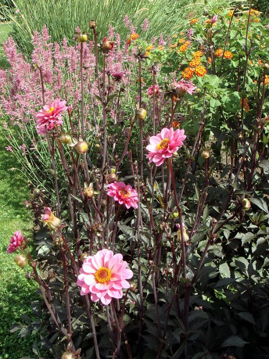 Dahlia x 'Rosamund Classic' (2)
